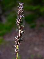 Image of Grassland Sedge