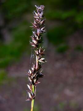 Image of Grassland Sedge