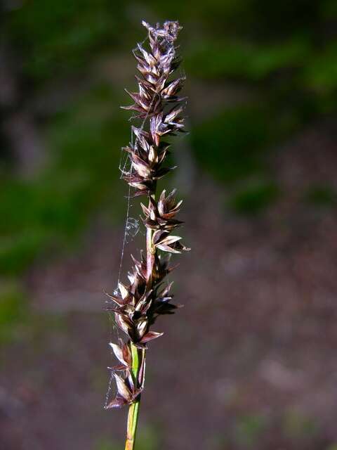 Image of Grassland Sedge
