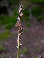 Image of Grassland Sedge