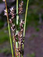 Image of Grassland Sedge