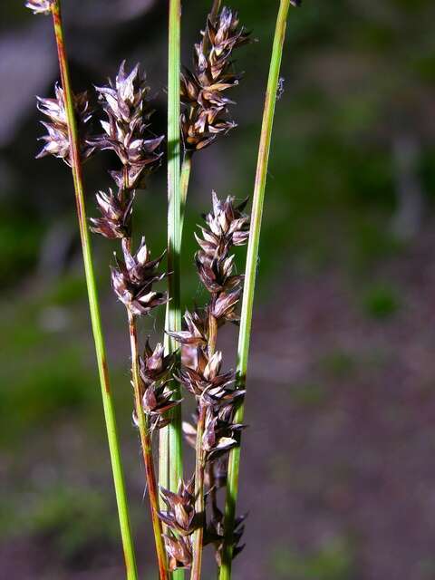 Image of Grassland Sedge