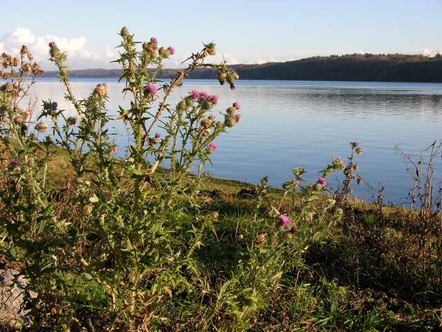 Image of thistle