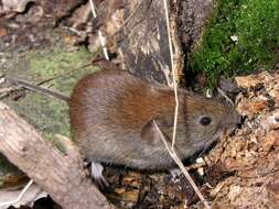 Image of red-backed vole