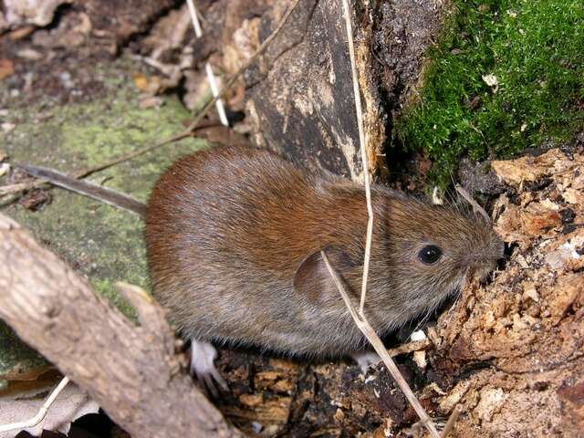 Image of red-backed vole