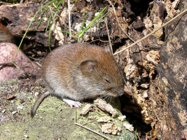 Image of red-backed vole