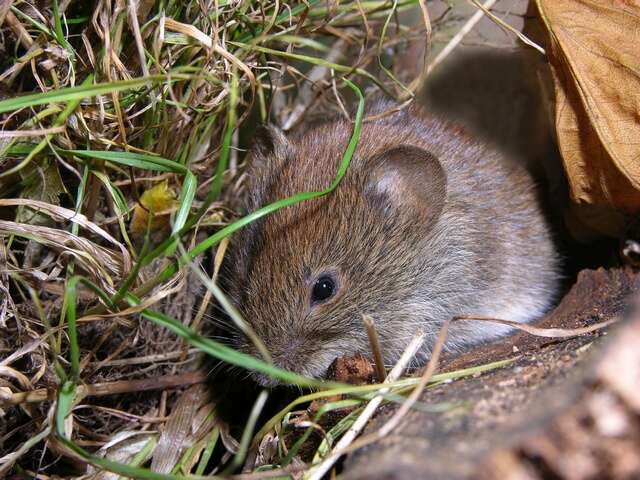 Image of red-backed vole