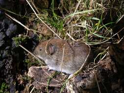 Image of red-backed vole