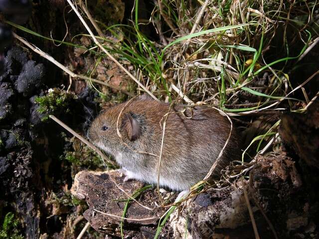 Image of red-backed vole