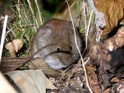 Image of red-backed vole