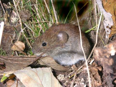 Image of red-backed vole