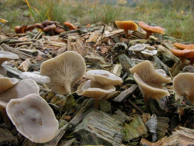 Image of Clitocybe metachroa (Fr.) P. Kumm. 1871