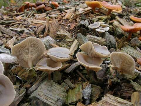 Image of Clitocybe metachroa (Fr.) P. Kumm. 1871