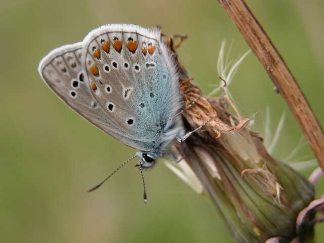 Image of Polyommatus