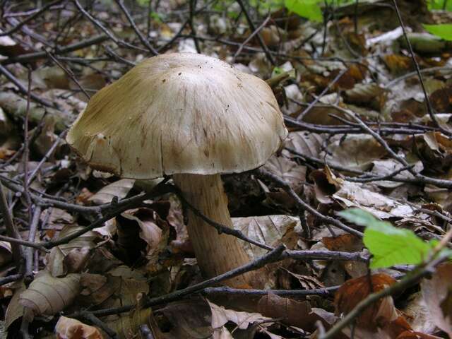 Image of Cortinarius aprinus Melot 1989