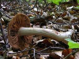 Image of Cortinarius aprinus Melot 1989