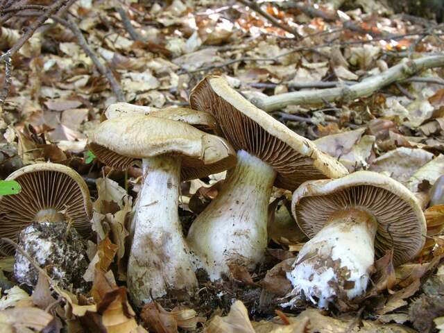 Image of Cortinarius aprinus Melot 1989