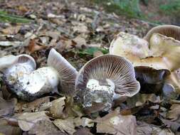 Image of Cortinarius privignoides Rob. Henry 1985