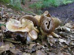 Image of Cortinarius privignoides Rob. Henry 1985