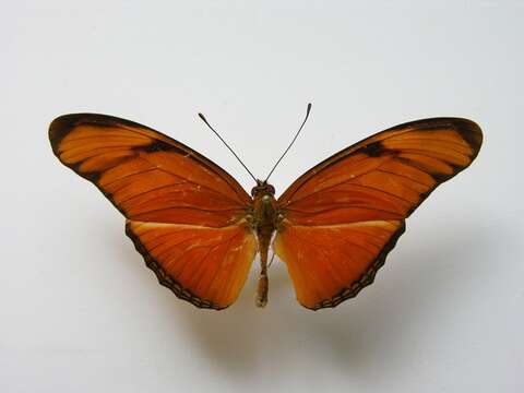 Image of Heliconidae