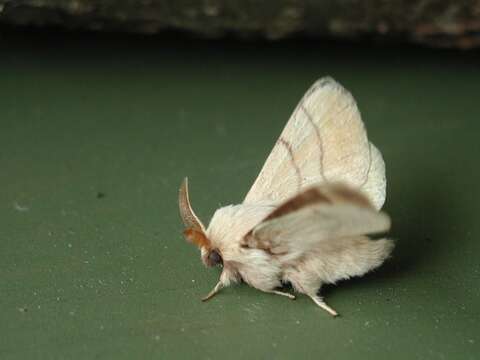 Image of Tent caterpillar