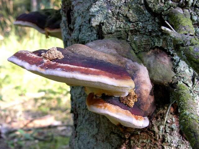 Image of Fomitopsis