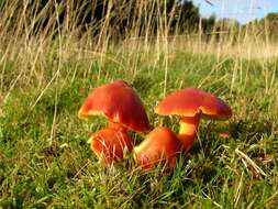 Image of Scarlet Waxy Cap