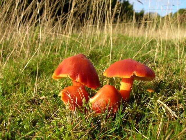 Image of Scarlet Waxy Cap