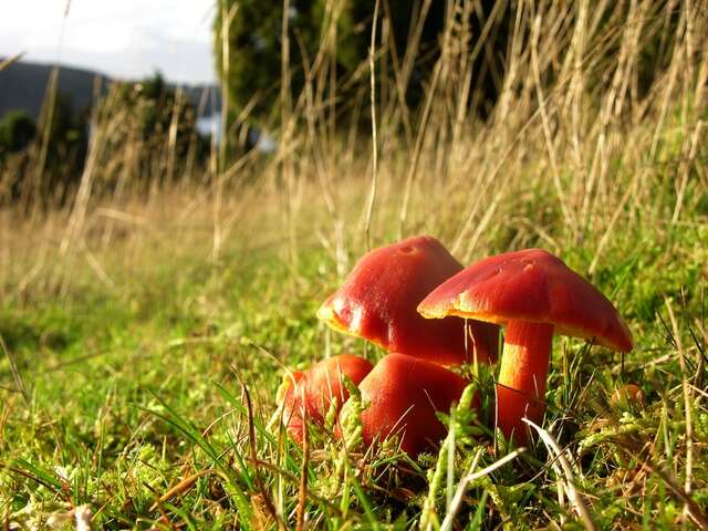 Image of Scarlet Waxy Cap