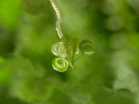 Image of Jewelweeds