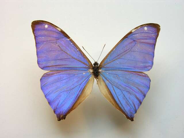 Image of Morpho