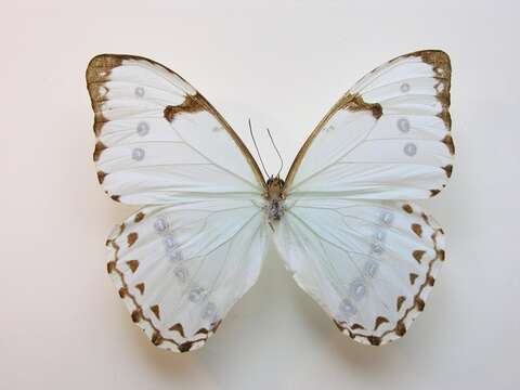 Image of Morpho