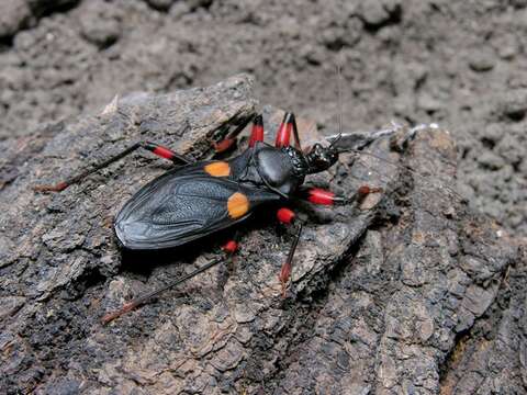 Image of <i>Platymeris</i>