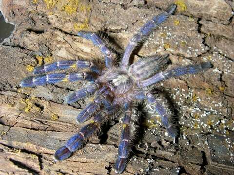 Image of Poecilotheria