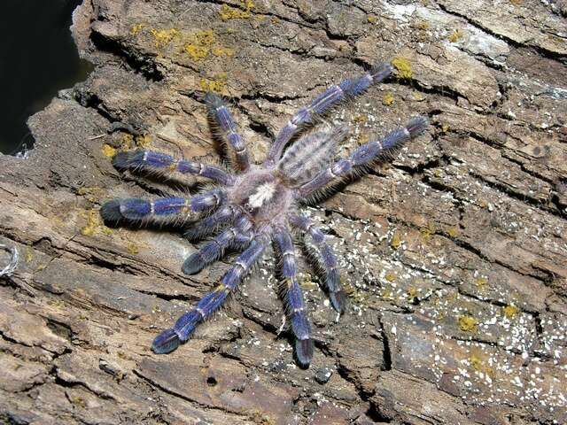Image of Poecilotheria