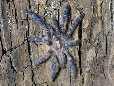 Image of Poecilotheria