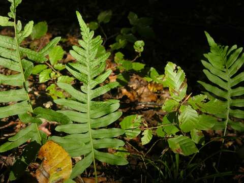 Image of Polypodium mantoniae (Schidlay) Shivas