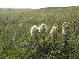 Plancia ëd Solidago