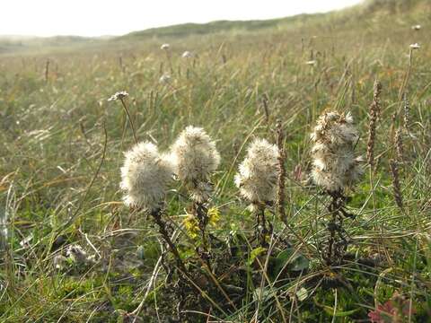 Image of goldenrod