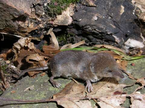 Image of Common Shrew