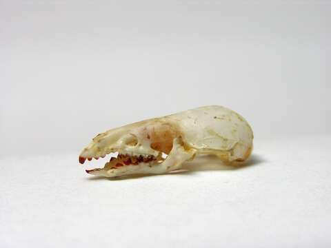 Image of Common Shrew