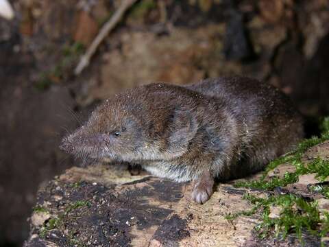 Image of Common Shrew