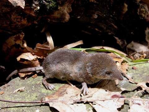 Image of Common Shrew