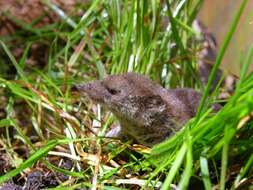 Image of Common Shrew