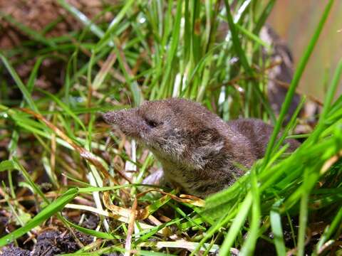 Image of Common Shrew