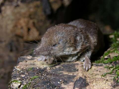 Image of Common Shrew