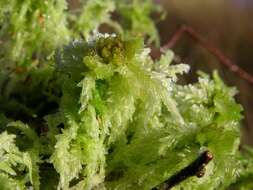 Image of Prairie sphagnum moss