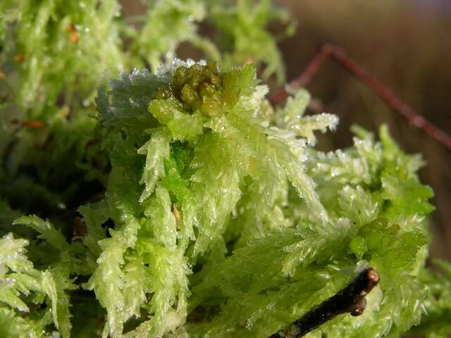 Imagem de Sphagnum palustre L. 1753