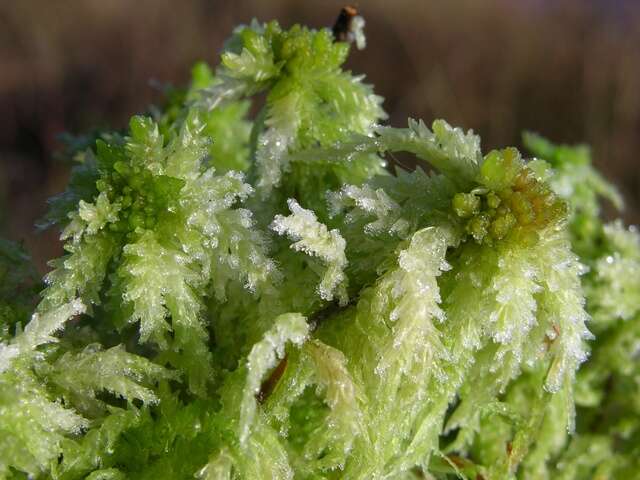 Image of Prairie sphagnum moss