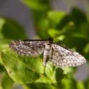 صورة Eupithecia nanata